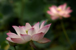 IMGP5073