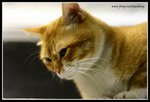IMG_7153