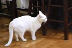 IMG_8576