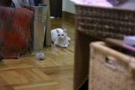 IMG_8588