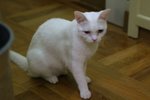 IMG_8616