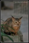 IMG_8489