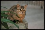IMG_8490