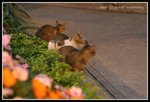 IMG_8522