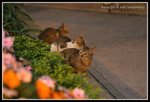 IMG_8523