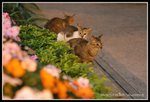 IMG_8524