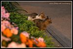IMG_8525