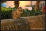 IMG_8529