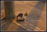 IMG_8533