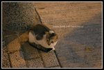 IMG_8534
