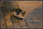 IMG_8535
