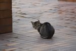 IMG_4285-1