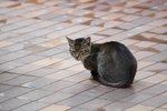 IMG_4287-1