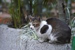 IMG_4288-1