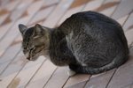 IMG_4297-1