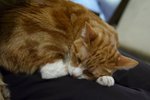 IMG_3950