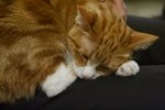 IMG_3952