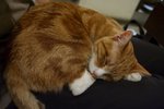 IMG_3958