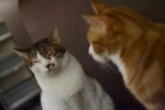 IMG_3991