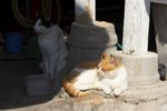 IMG_5463-1