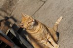 IMG_5465-1