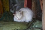 IMG_5466-1