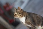 IMG_5469-1