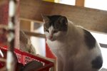 IMG_5472-1