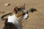 IMG_5486-1