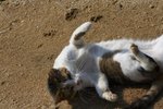 IMG_5488-1