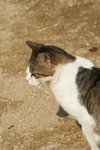 IMG_5494-1