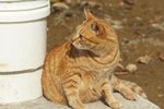IMG_5495-1