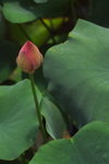 IMGP0137