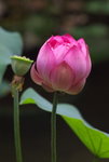 IMGP0142