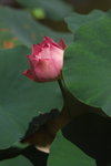 IMGP0151