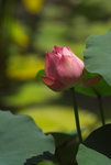IMGP0154