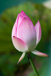 IMGP7240