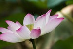 IMGP7242
