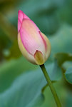 IMGP7245