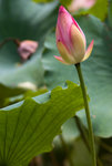 IMGP7246