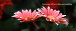 fe08pano -  (7)