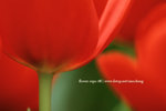 fe08- (6)
