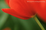 fe08- (7)