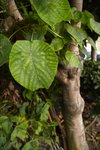 IMG_3316-1