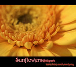 IMGP0753