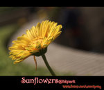 IMGP0763