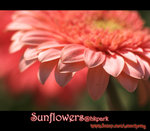IMGP0766