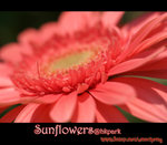 IMGP0769