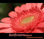 IMGP0770