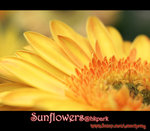 IMGP0779